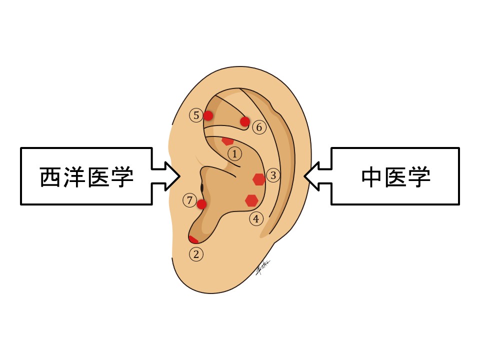 中医学の腎